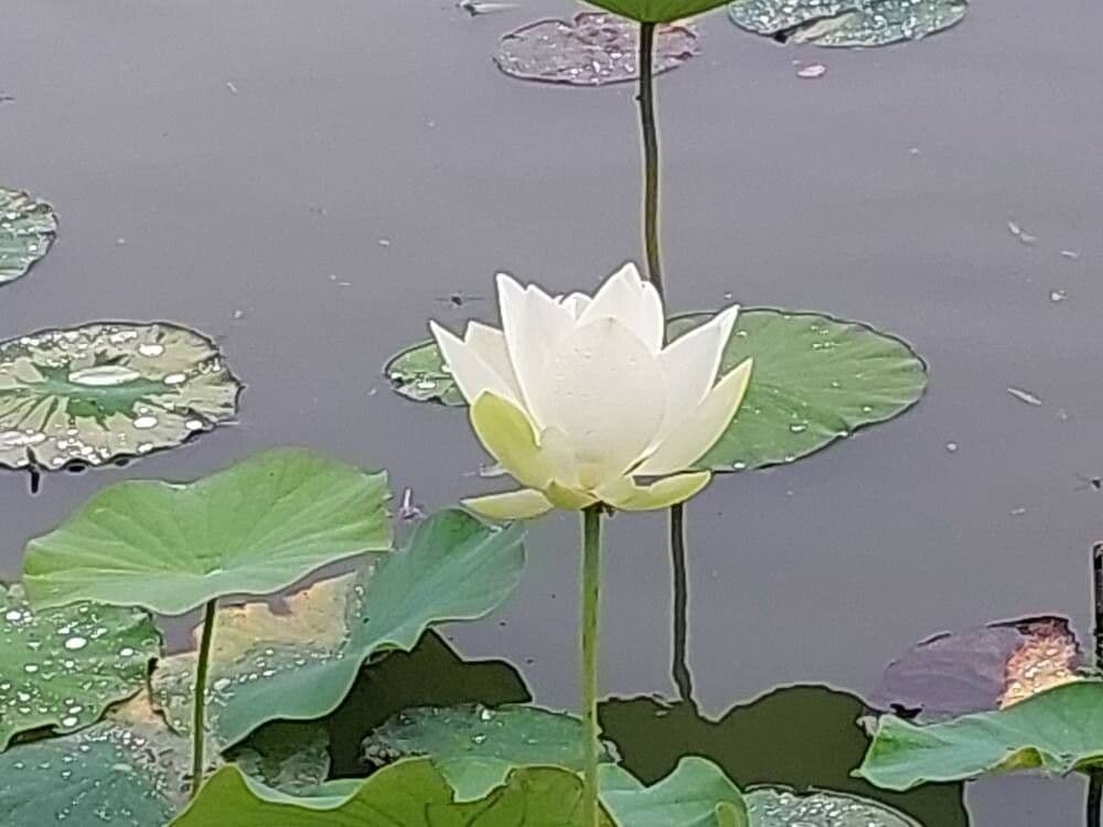 Nelumbo nucifera