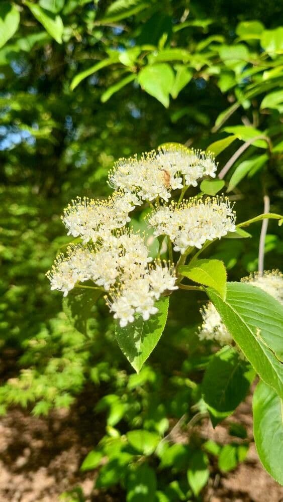 Viburnum lentago