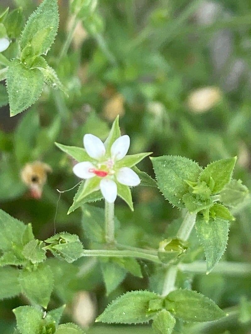 Arenaria serpyllifolia