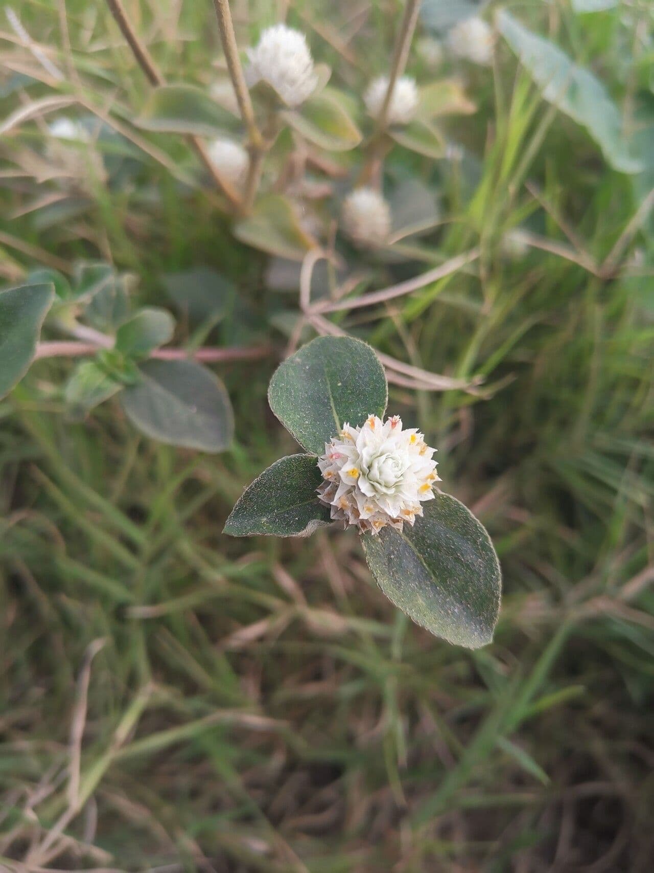Gomphrena celosioides