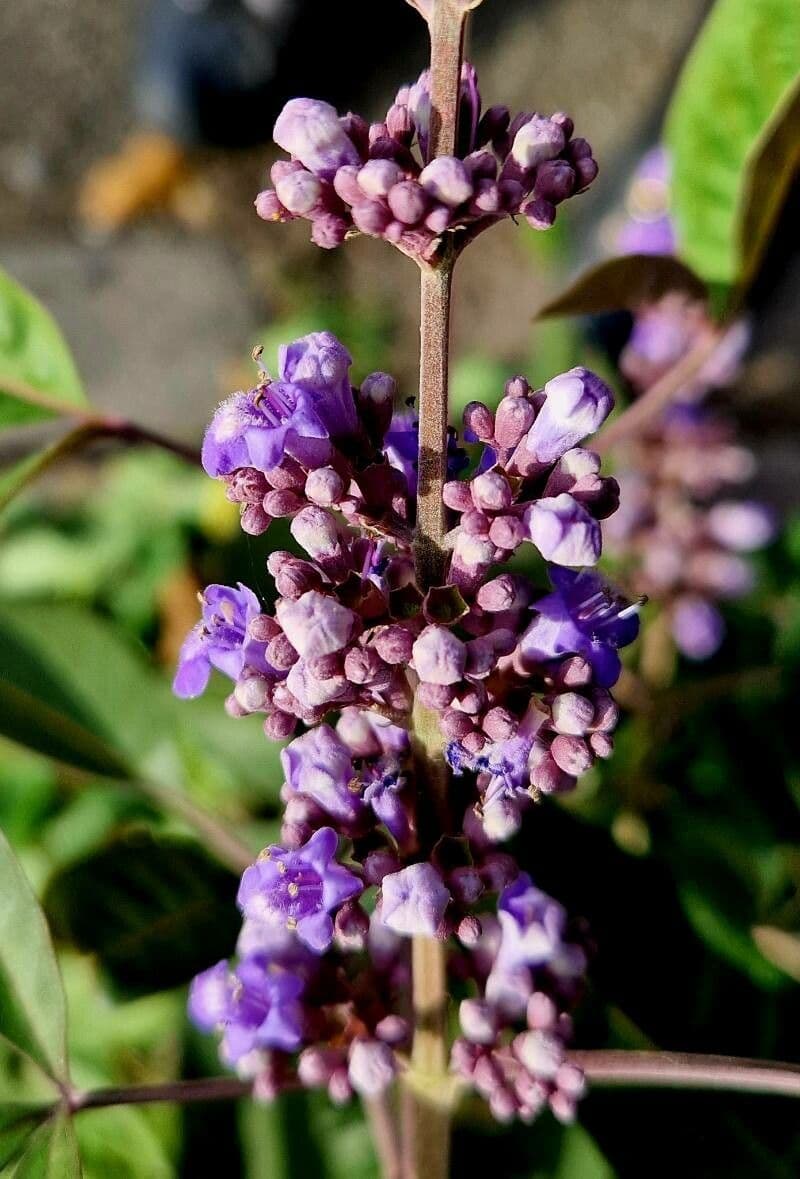 Vitex negundo