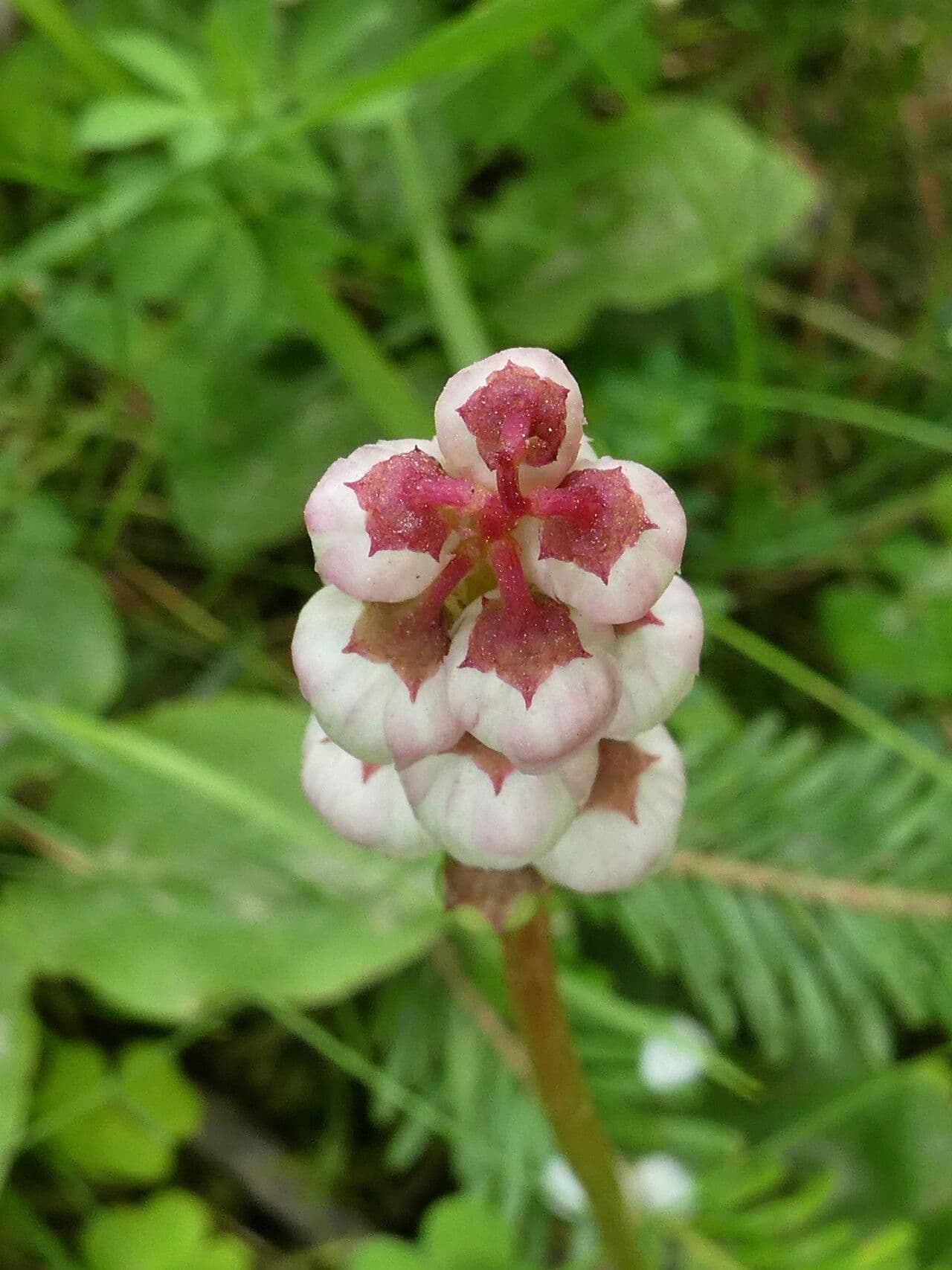 Pyrola minor
