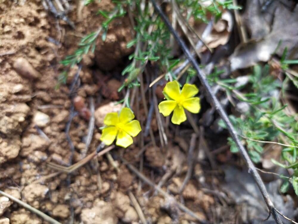 Fumana procumbens