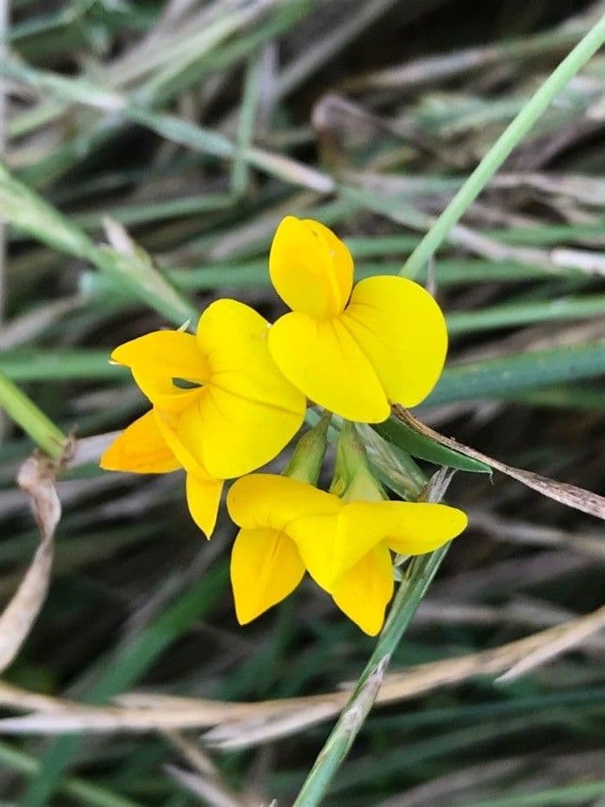 Lotus tenuis