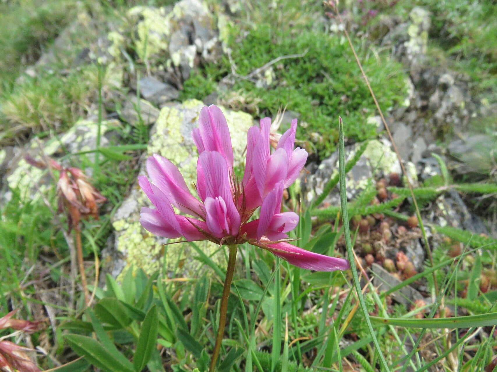 Trifolium alpinum