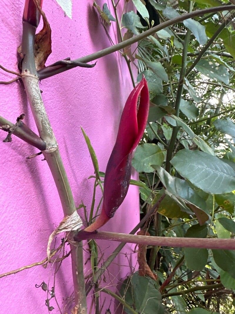 Philodendron giganteum