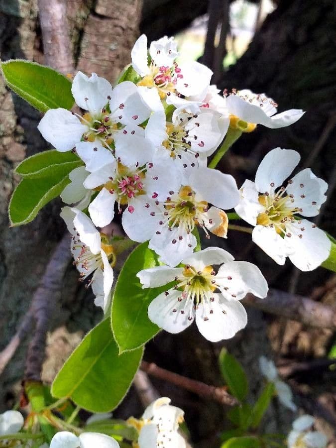 Pyrus communis