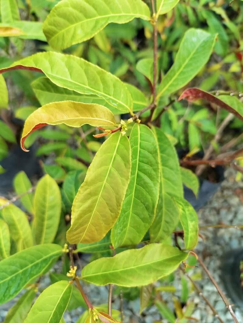 Excoecaria cochinchinensis