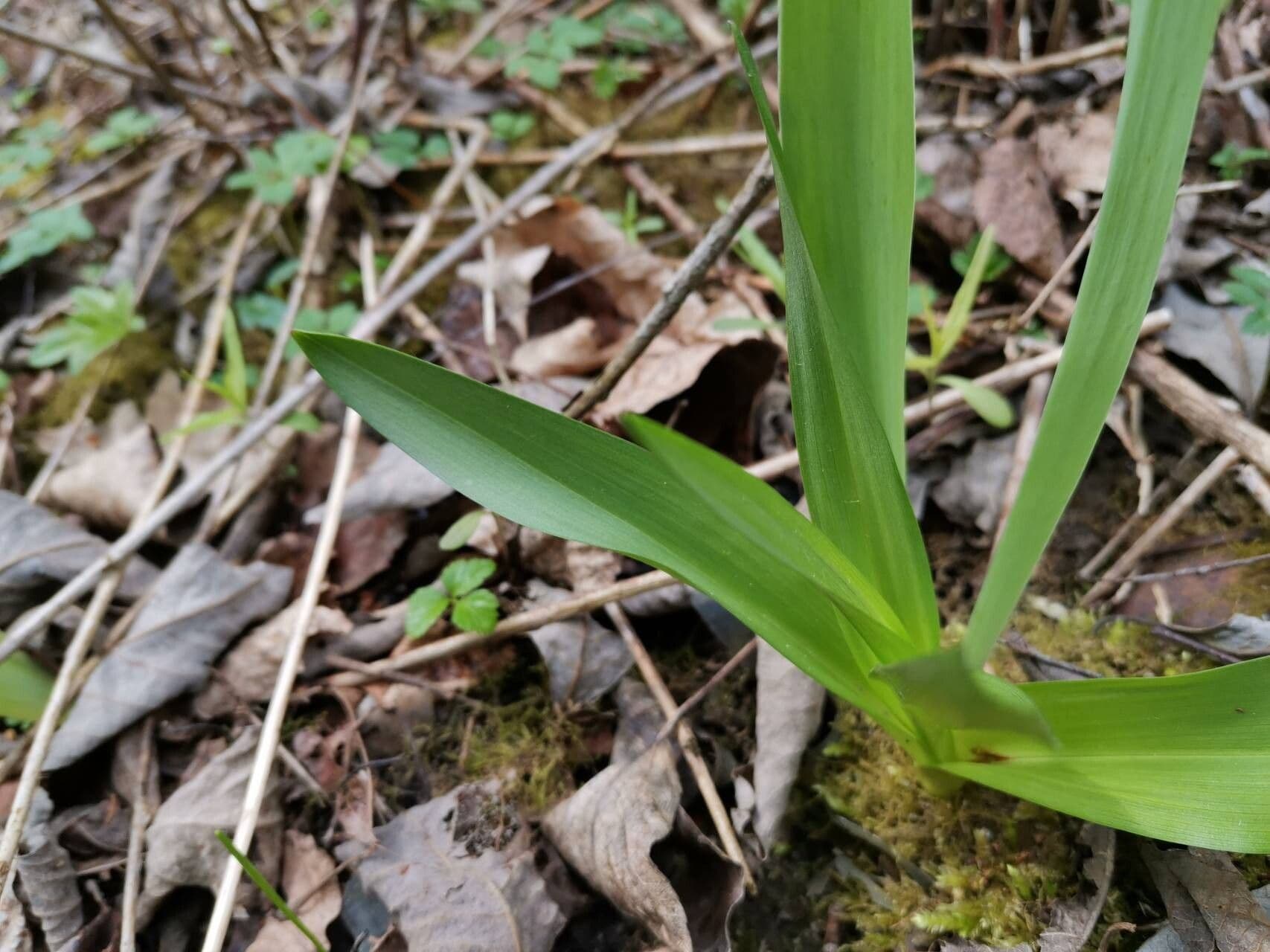 Colchicum umbrosum