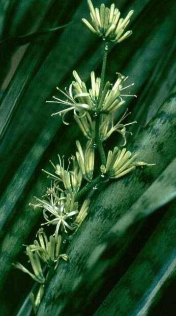 Dracaena trifasciata