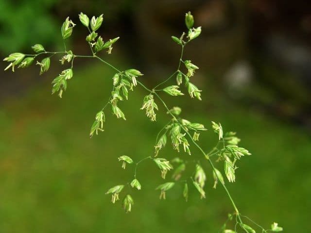 Poa chaixii