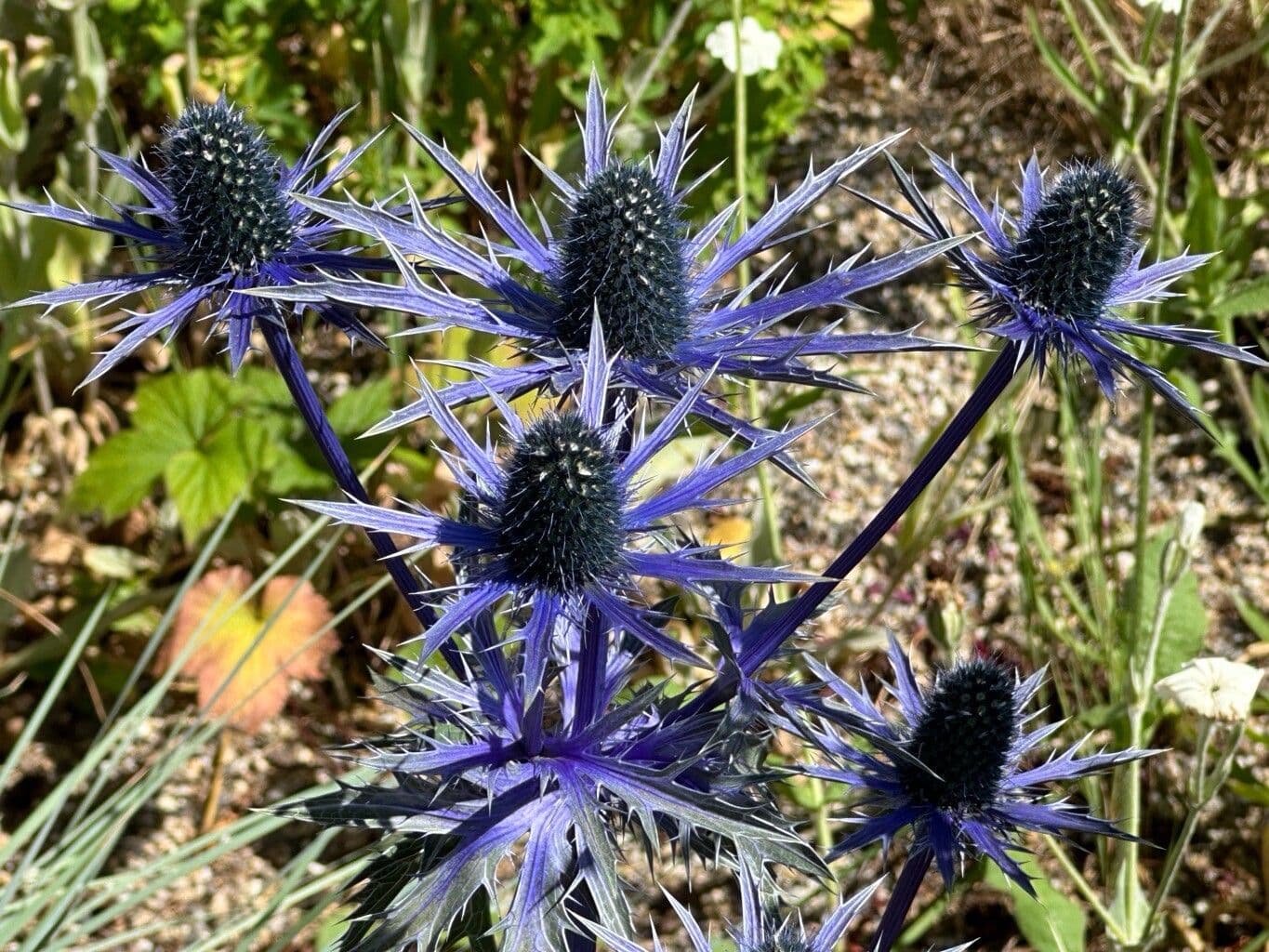 Eryngium alpinum