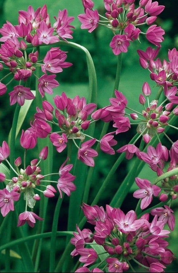 Allium angulosum