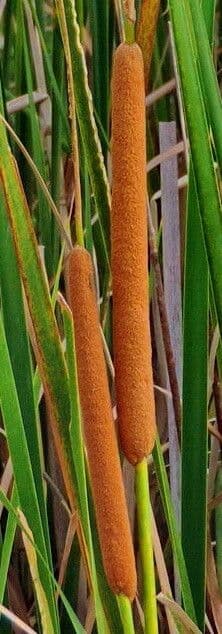 Typha domingensis