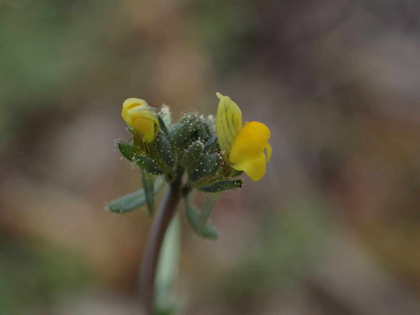 How To Grow Linaria simplex | EarthOne