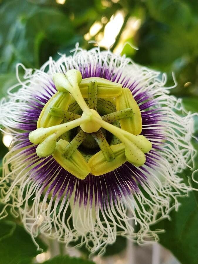 Passiflora edulis