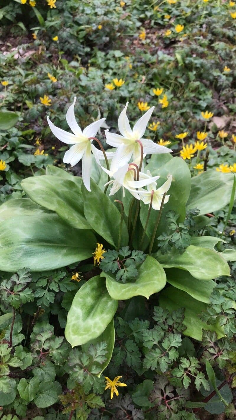 Erythronium oregonum