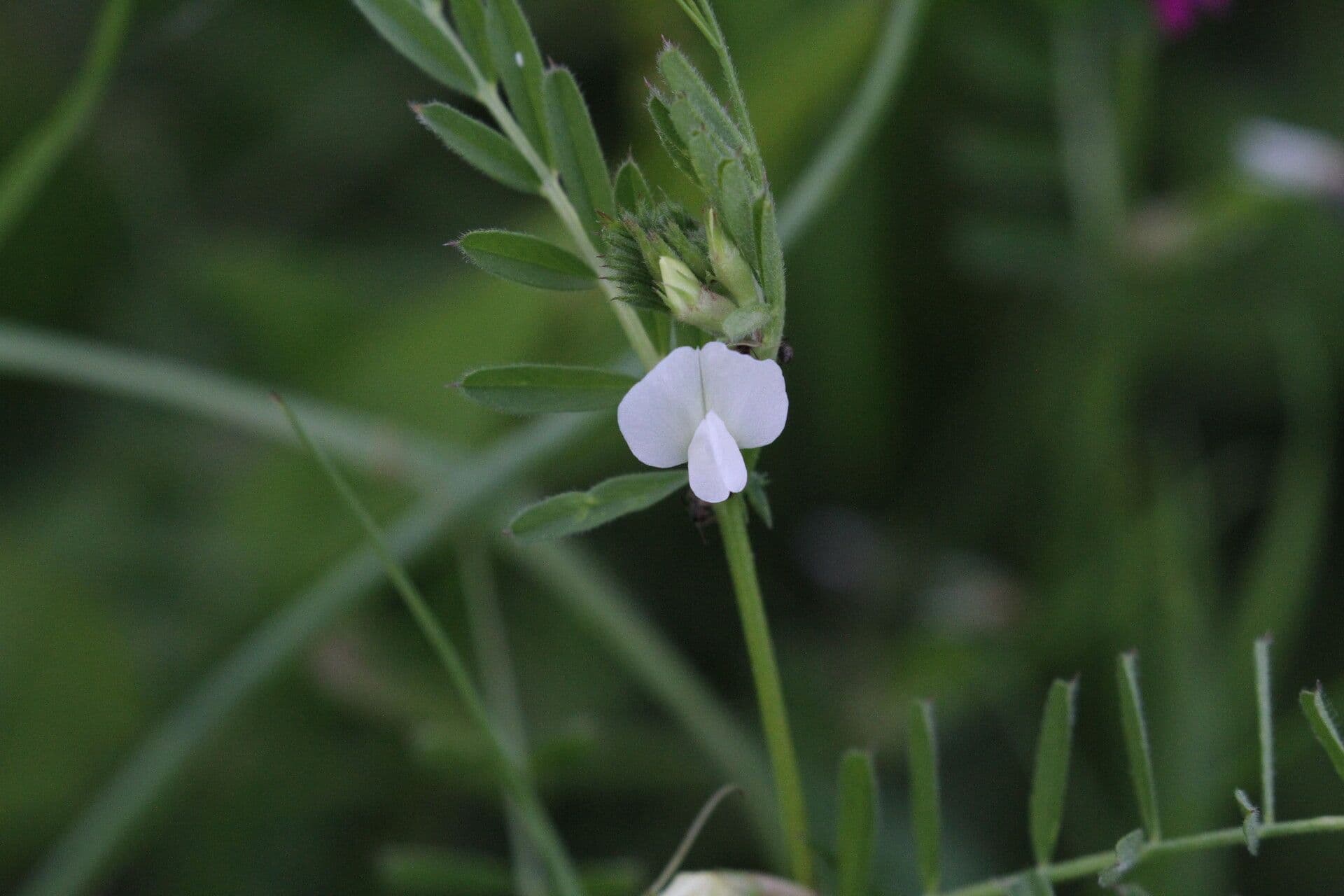 Vicia lutea