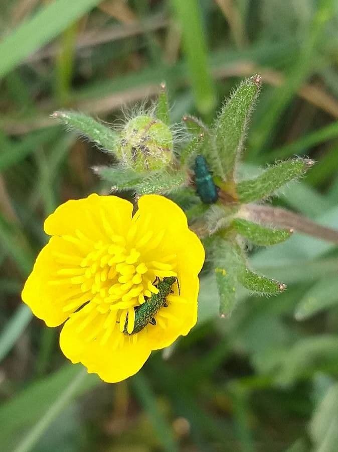 Ranunculus bulbosus