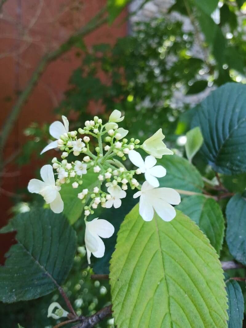 Viburnum plicatum