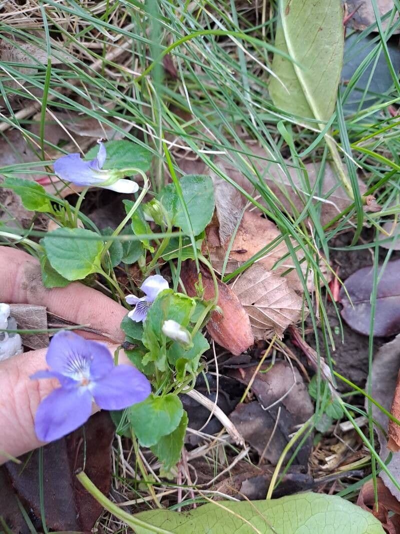 Viola riviniana