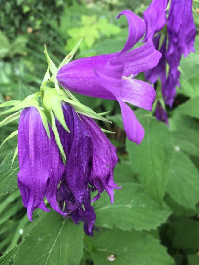 Campanula latifolia