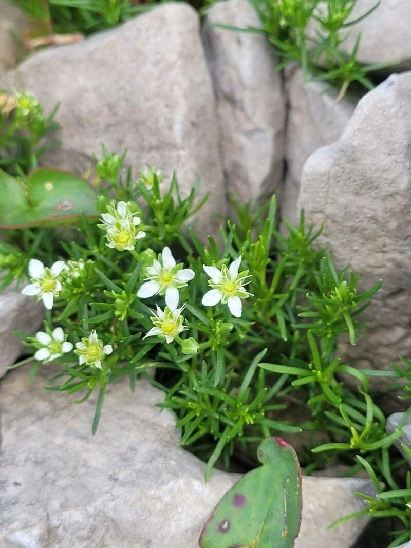 Moehringia ciliata
