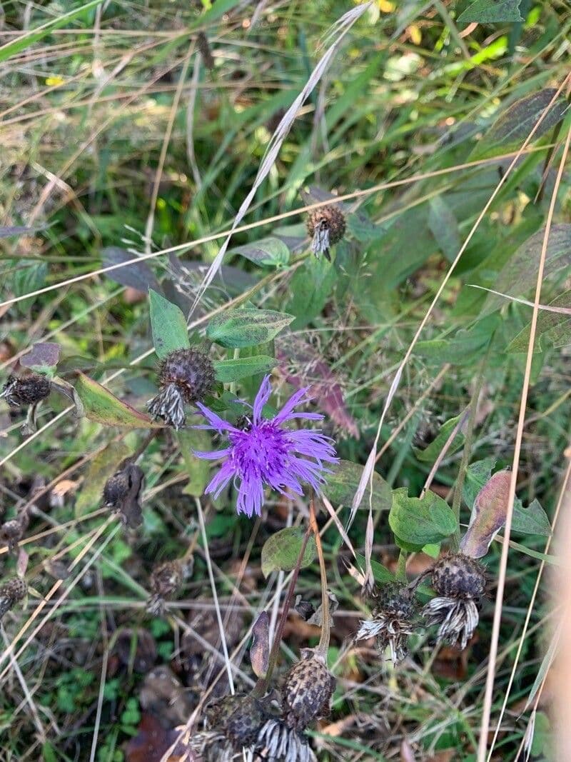 Centaurea phrygia