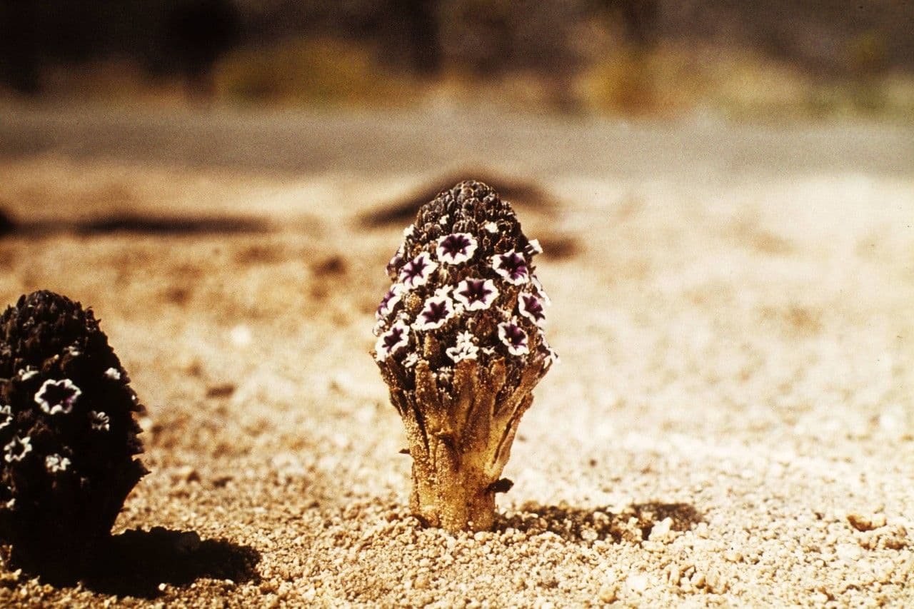Pholisma arenarium