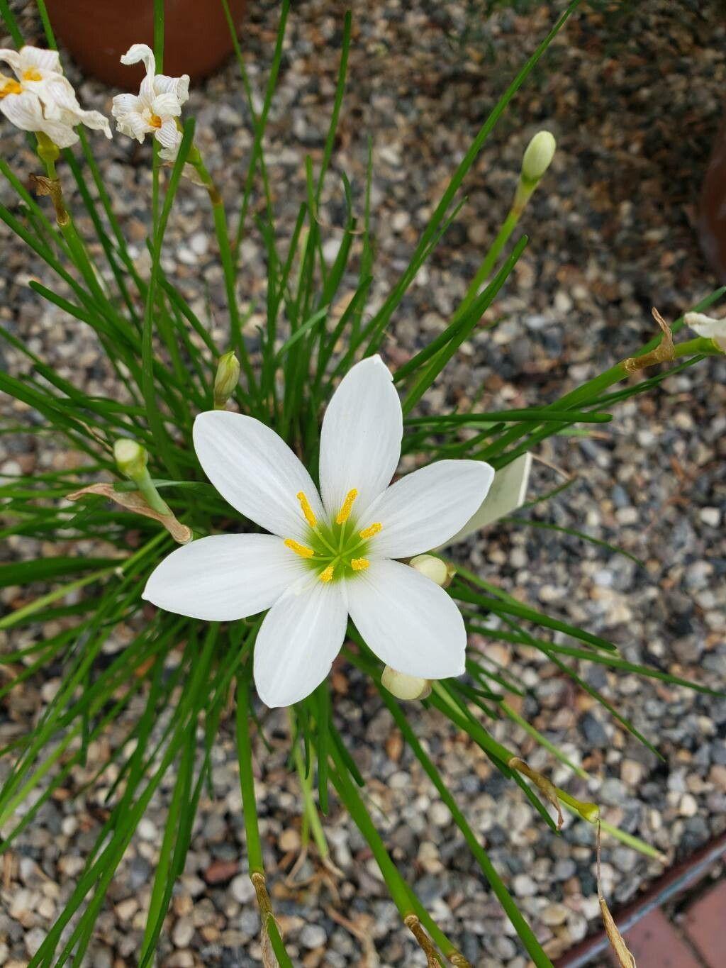 Zephyranthes candida