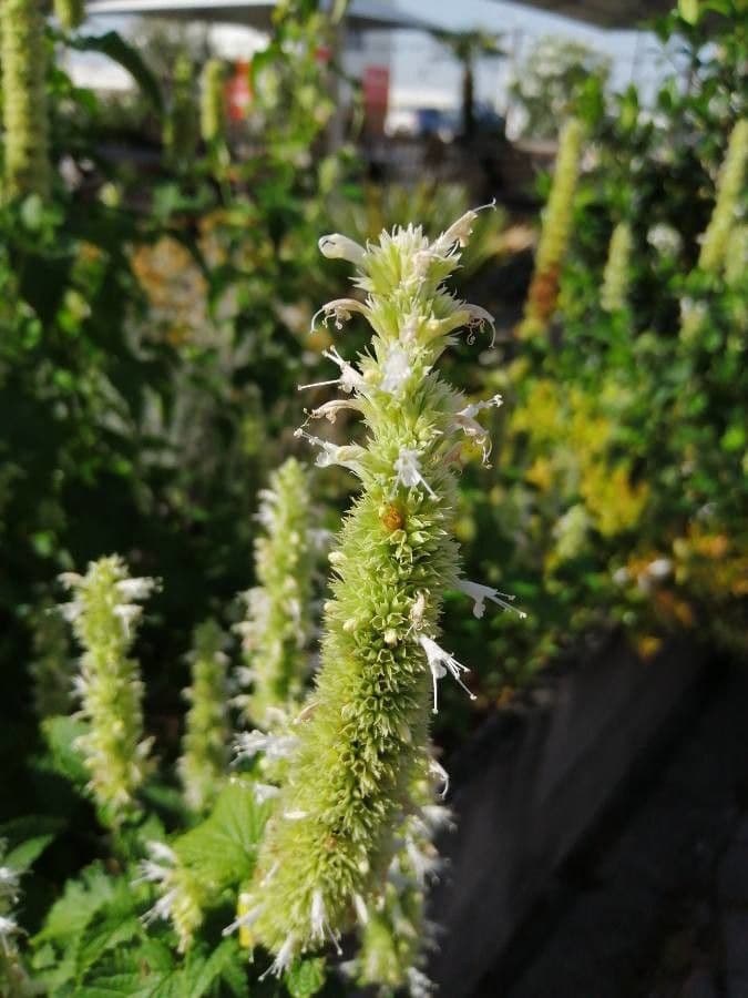 Agastache nepetoides