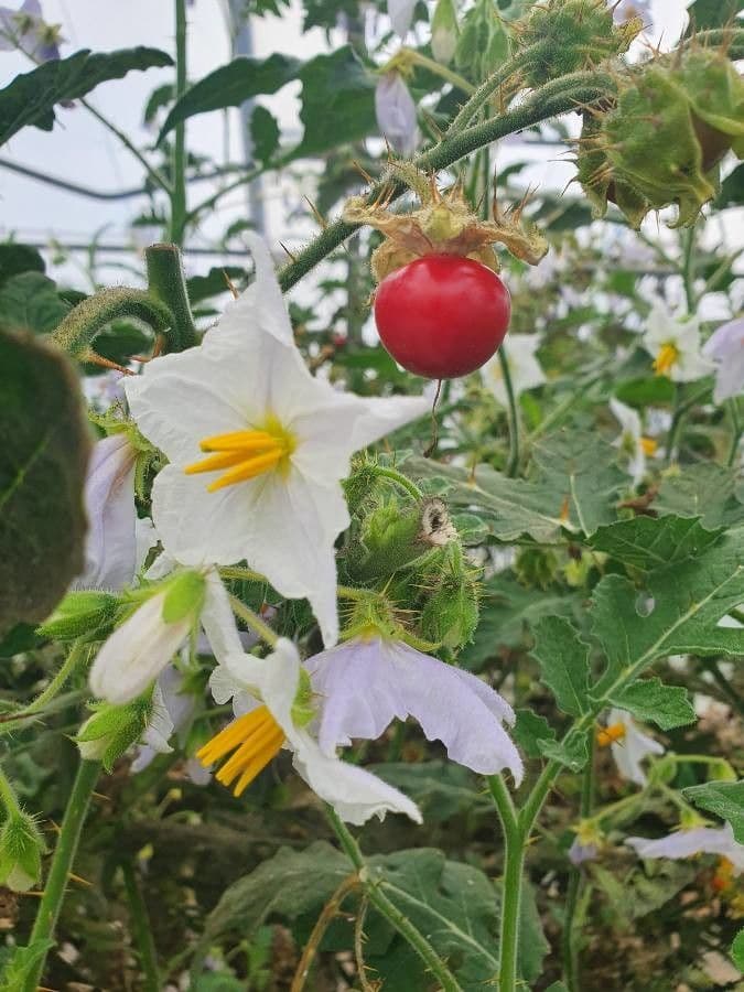 Solanum sisymbriifolium