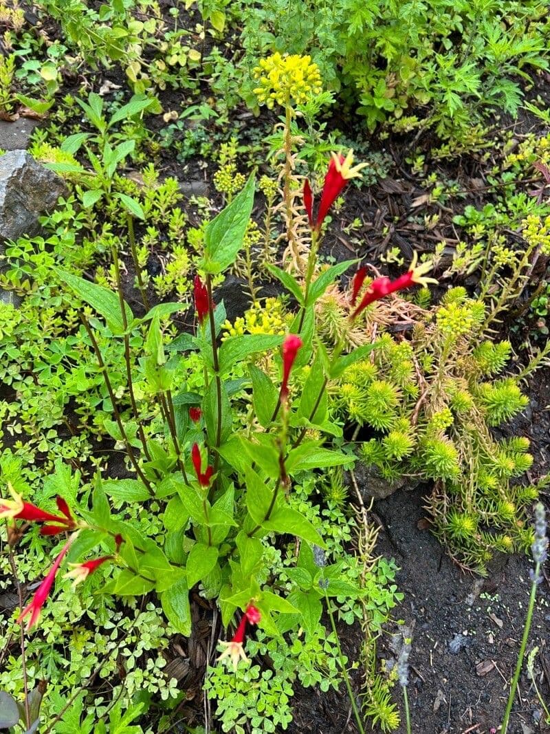 Spigelia marilandica