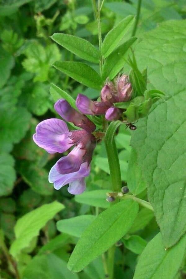 Vicia sepium