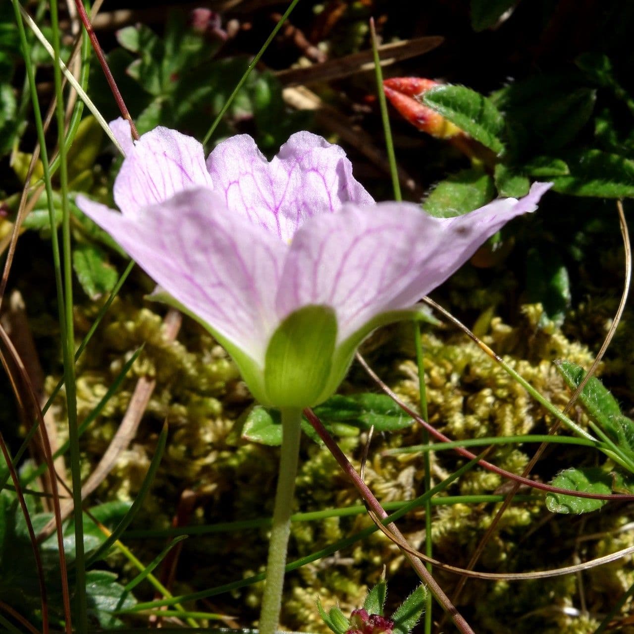 Geranium cinereum