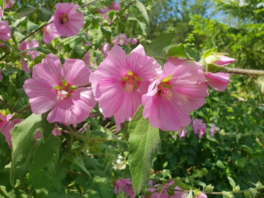 Malva olbia