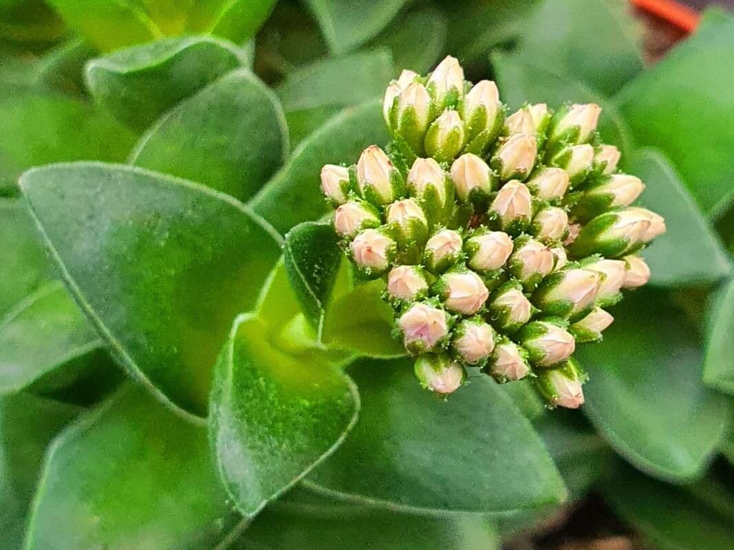 Crassula lactea