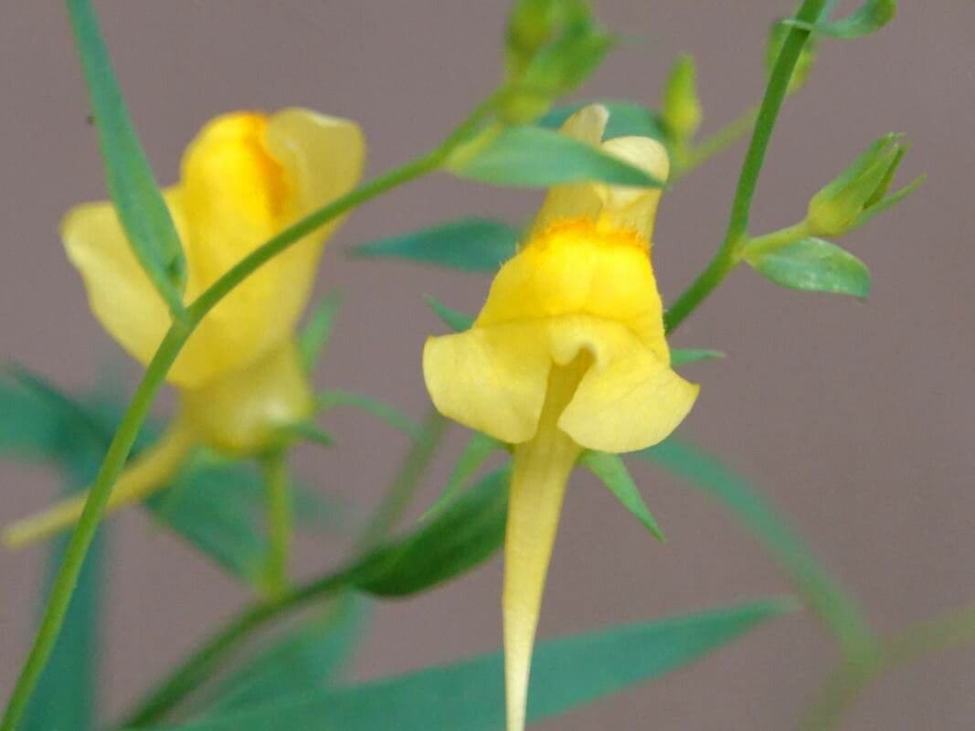 Linaria genistifolia