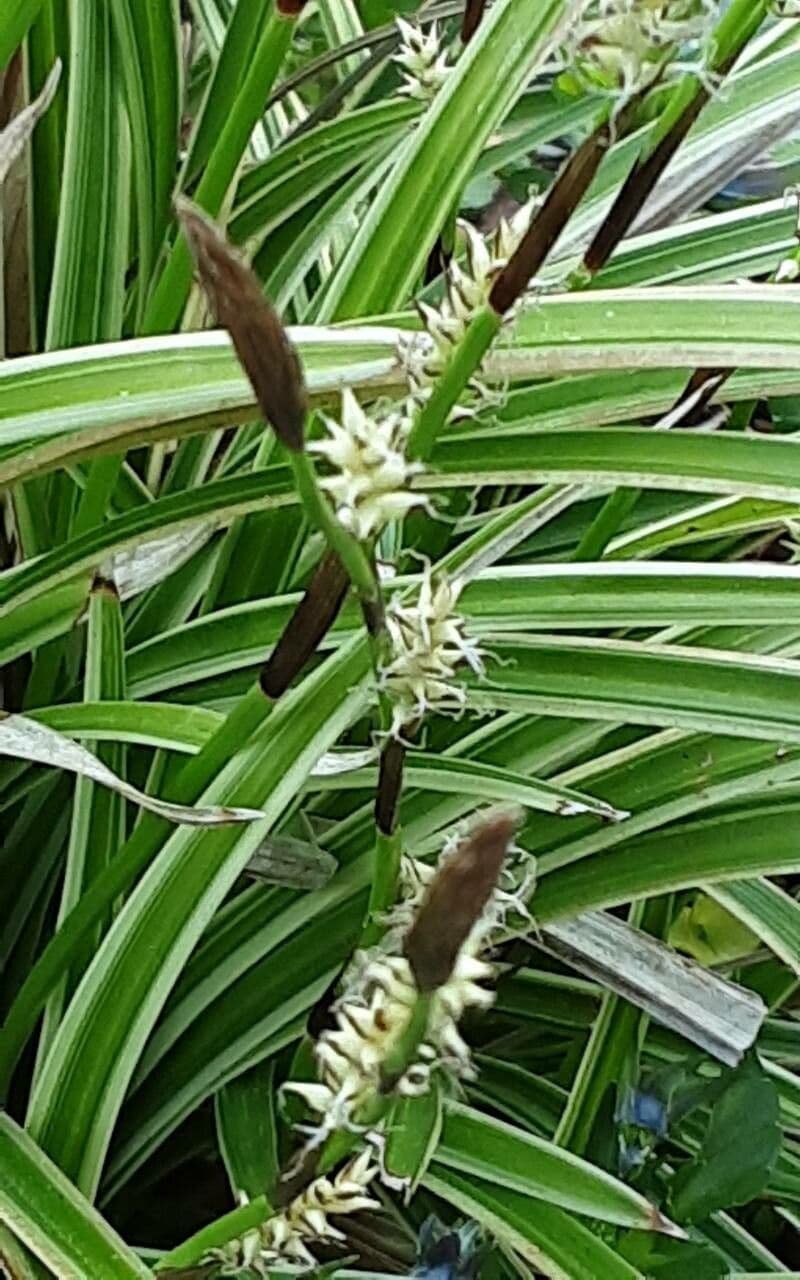 Carex morrowii