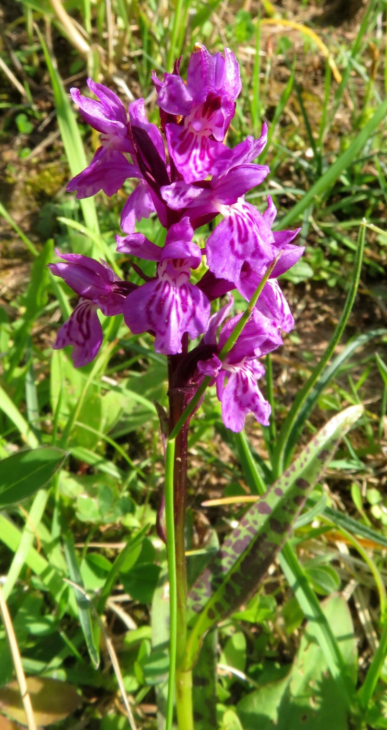 Dactylorhiza incarnata