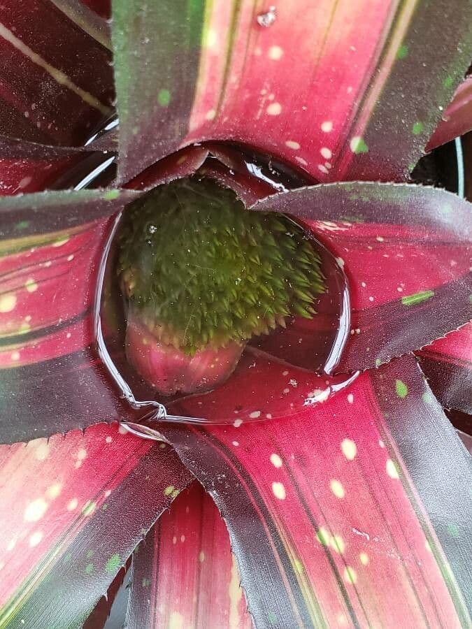 Neoregelia carolinae