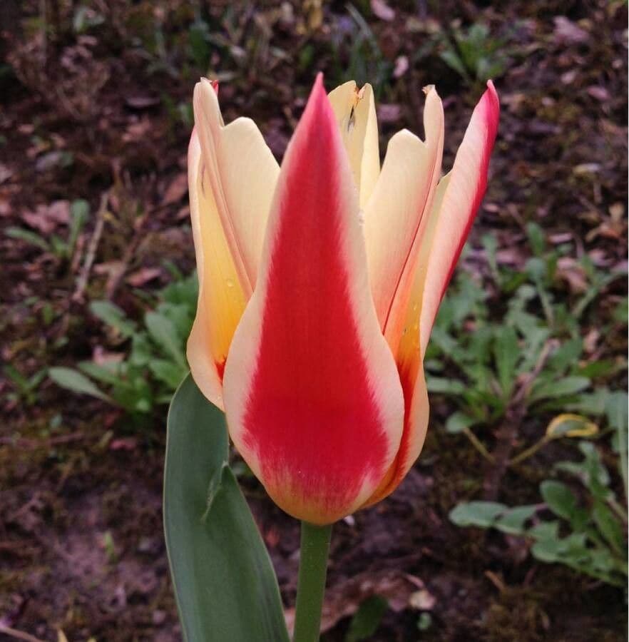 Tulipa kaufmanniana