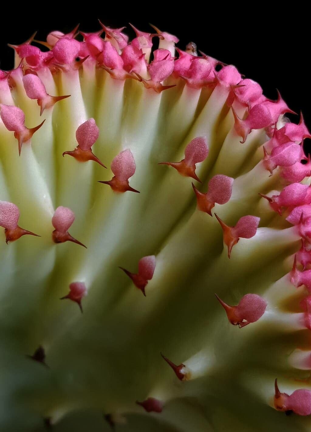 Euphorbia lactea