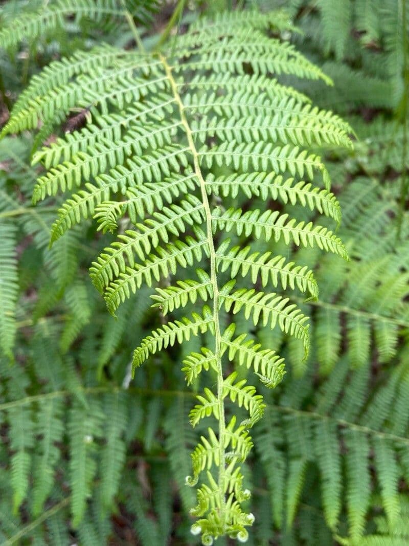 Pteridium aquilinum