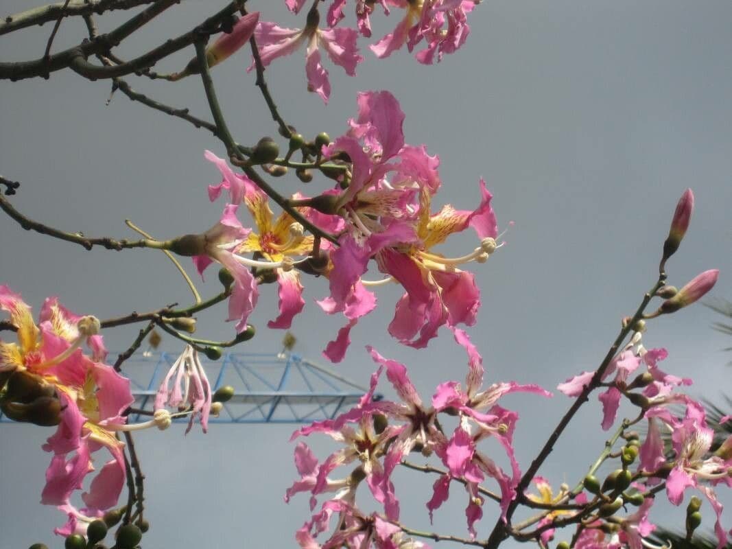 Ceiba speciosa