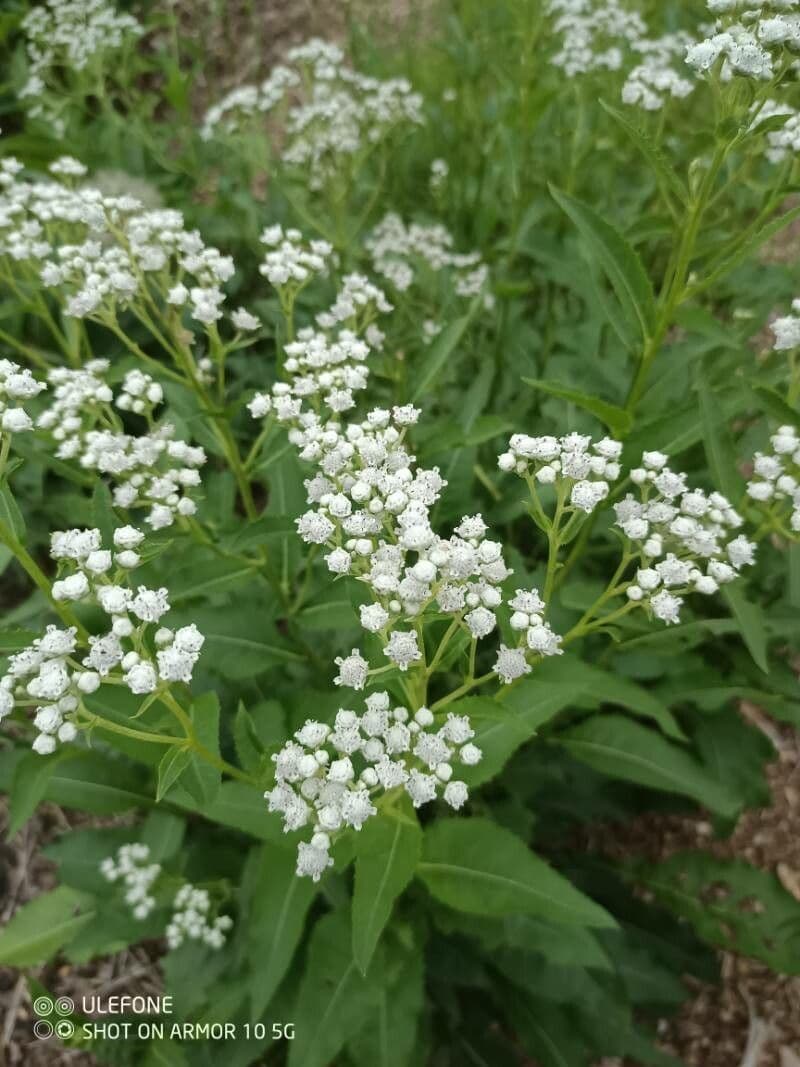 Parthenium integrifolium