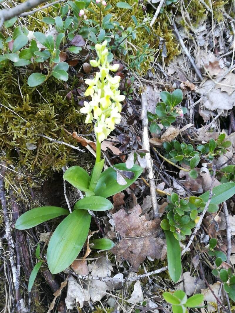 Orchis pallens