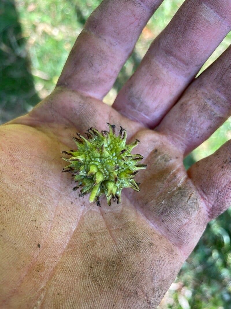 Liquidambar orientalis