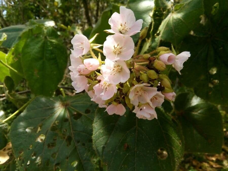 Dombeya pilosa