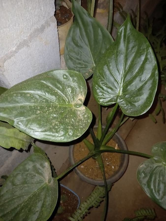 Alocasia cucullata